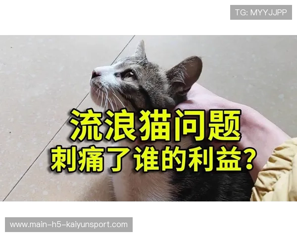 猫进场中断:温网的流量明星,猫闯进赛场 猫进场中断:温网的流量明星,猫闯进赛场